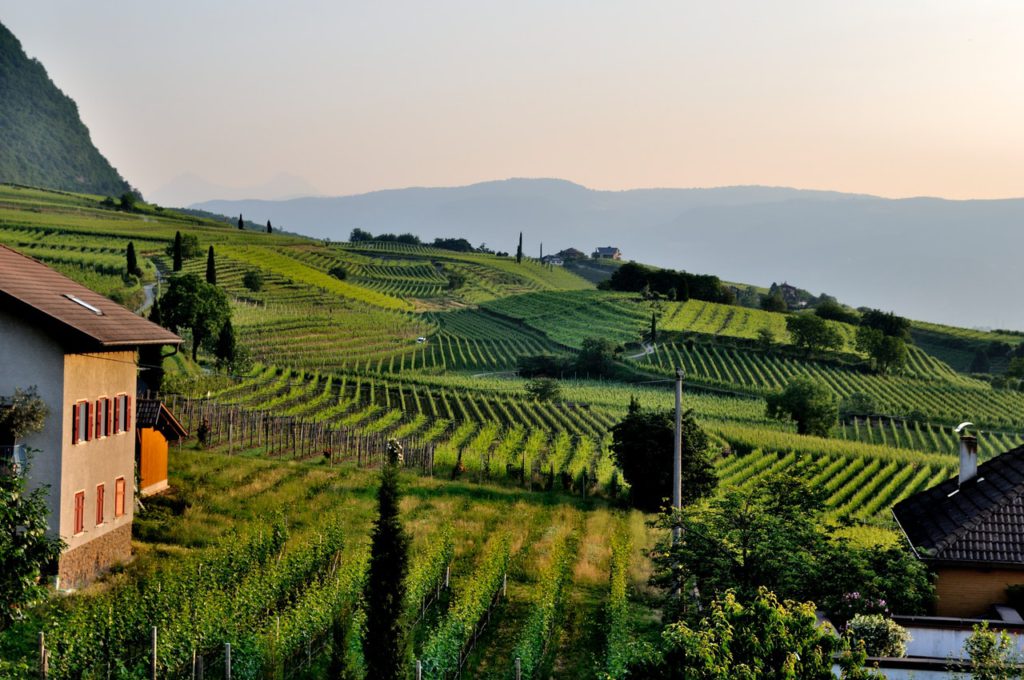 green landscape vineyard